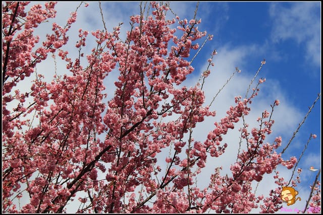 《遊記—台中和平》戀上櫻花‧愛上武陵