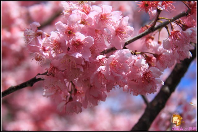 《遊記—台中和平》戀上櫻花‧愛上武陵