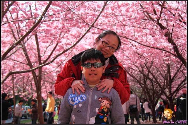 《遊記—台中和平》戀上櫻花‧愛上武陵