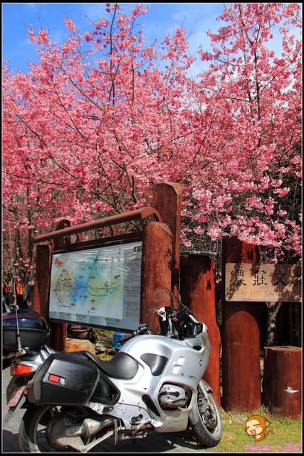 《遊記—台中和平》戀上櫻花‧愛上武陵