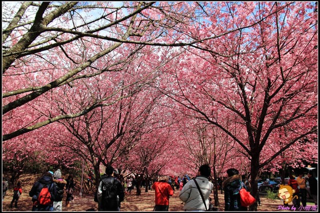 《遊記—台中和平》戀上櫻花‧愛上武陵