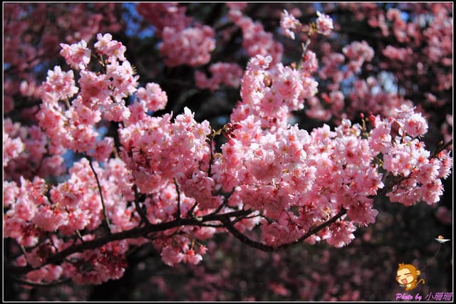 《遊記—台中和平》戀上櫻花‧愛上武陵