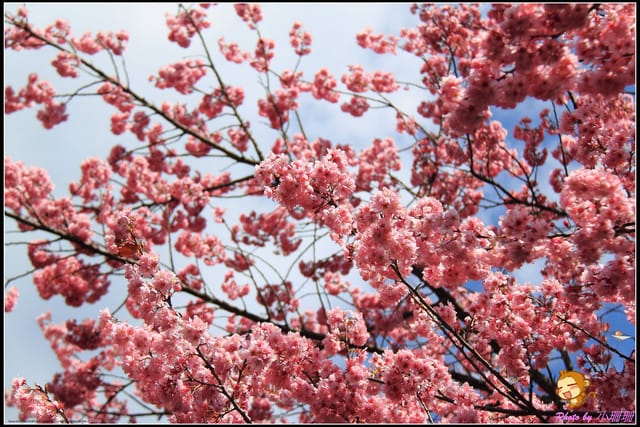 《遊記—台中和平》戀上櫻花‧愛上武陵