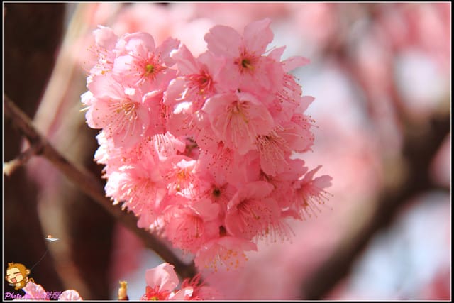 《遊記—台中和平》戀上櫻花‧愛上武陵