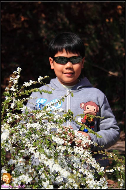 《遊記—台中和平》戀上櫻花‧愛上武陵