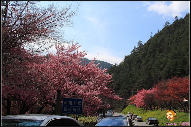 《遊記—台中和平》戀上櫻花‧愛上武陵
