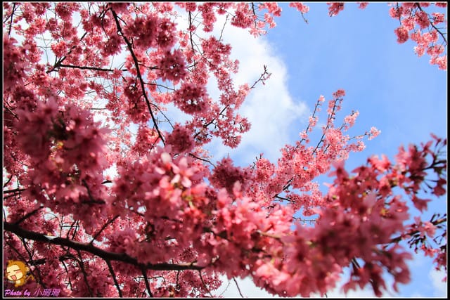 《遊記—台中和平》戀上櫻花‧愛上武陵