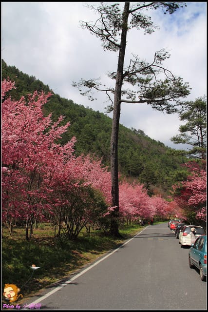 《遊記—台中和平》戀上櫻花‧愛上武陵