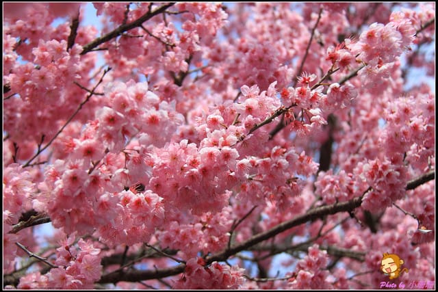 《遊記—台中和平》戀上櫻花‧愛上武陵