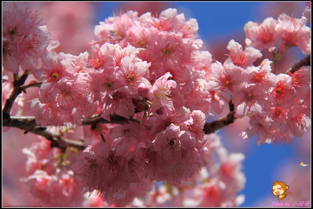 《遊記—台中和平》戀上櫻花‧愛上武陵