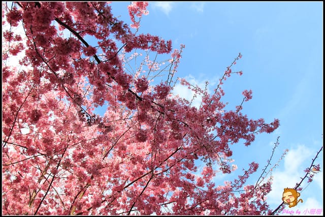 《遊記—台中和平》戀上櫻花‧愛上武陵