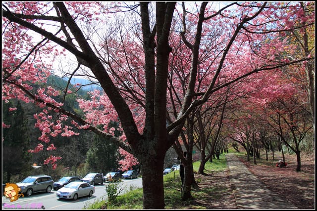 《遊記—台中和平》戀上櫻花‧愛上武陵