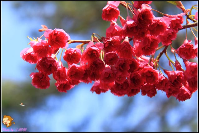 《遊記—台中和平》戀上櫻花‧愛上武陵