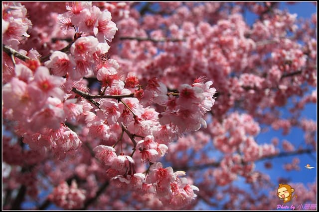 《遊記—台中和平》戀上櫻花‧愛上武陵