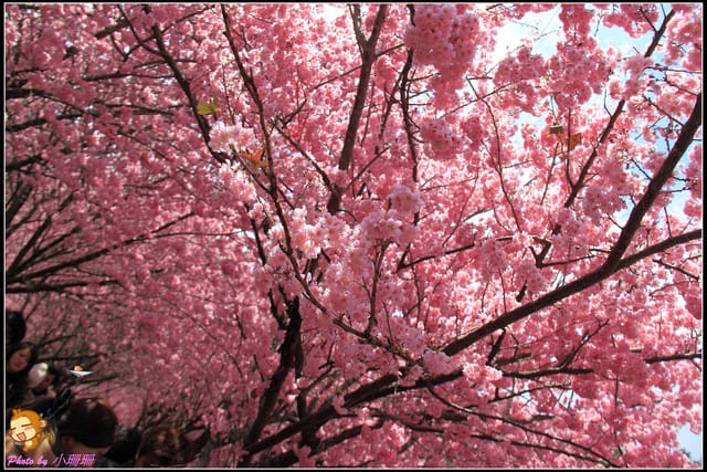 《遊記—台中和平》戀上櫻花‧愛上武陵