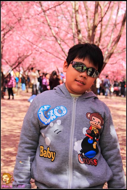 《遊記—台中和平》戀上櫻花‧愛上武陵