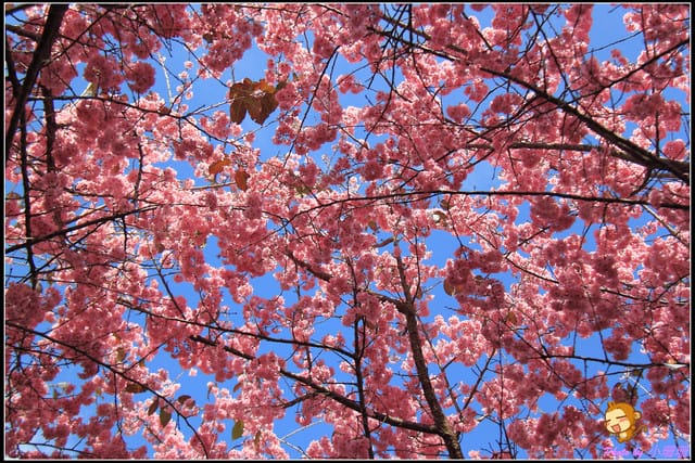 《遊記—台中和平》戀上櫻花‧愛上武陵