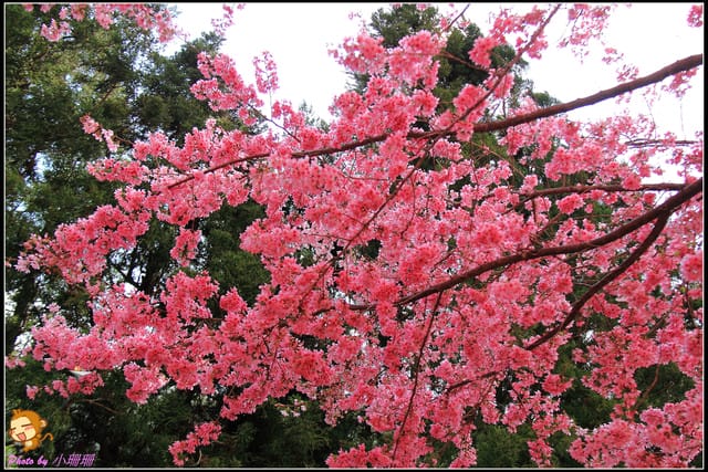 《遊記—台中和平》戀上櫻花‧愛上武陵