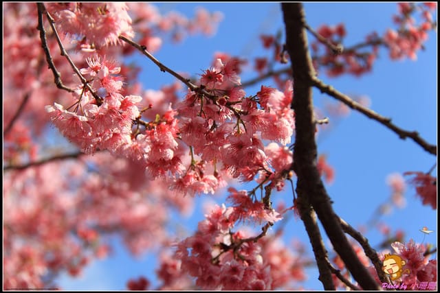 《遊記—台中和平》戀上櫻花‧愛上武陵