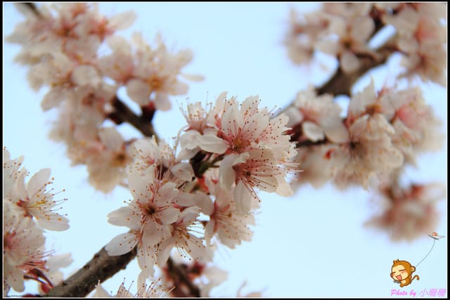 《遊記—台中和平》戀上櫻花‧愛上武陵