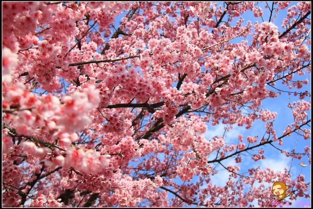 《遊記—台中和平》戀上櫻花‧愛上武陵