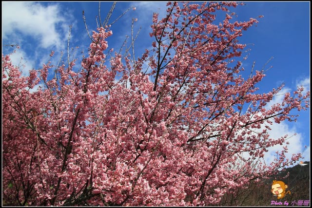《遊記—台中和平》戀上櫻花‧愛上武陵