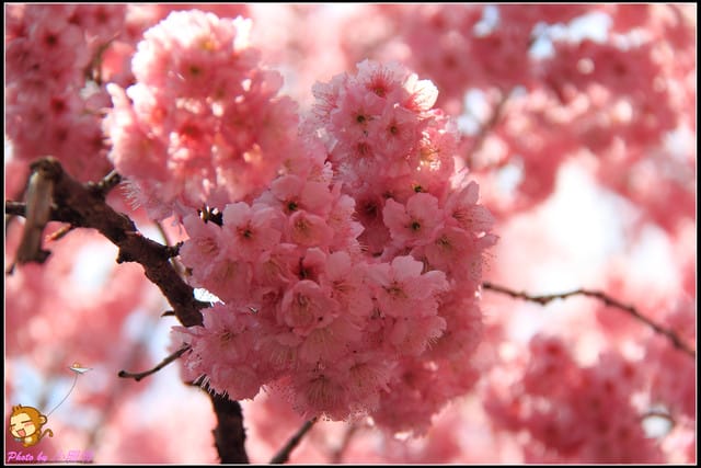 《遊記—台中和平》戀上櫻花‧愛上武陵