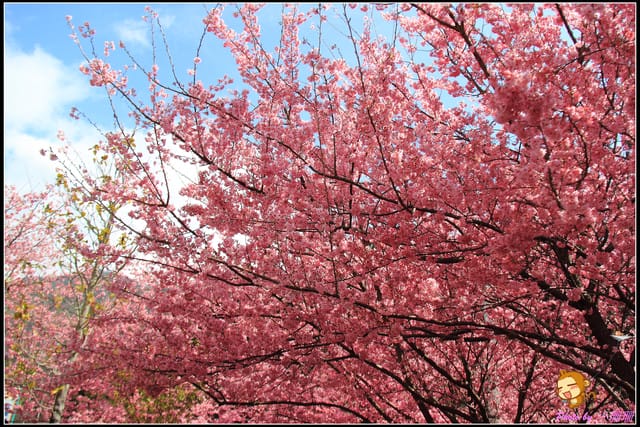 《遊記—台中和平》戀上櫻花‧愛上武陵