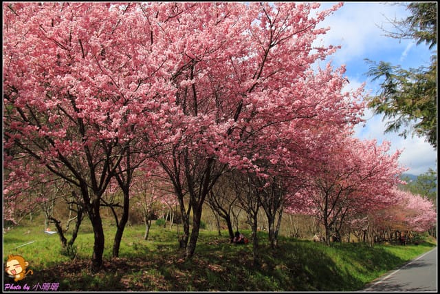 《遊記—台中和平》戀上櫻花‧愛上武陵