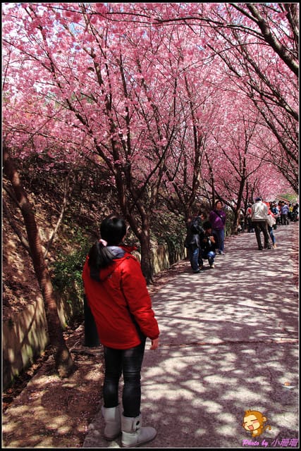 《遊記—台中和平》戀上櫻花‧愛上武陵