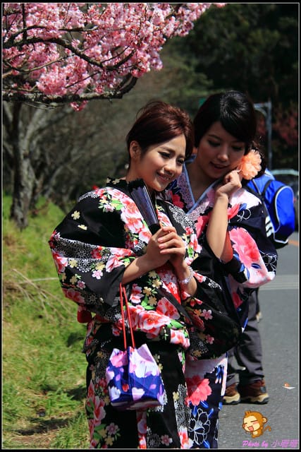 《遊記—台中和平》戀上櫻花‧愛上武陵