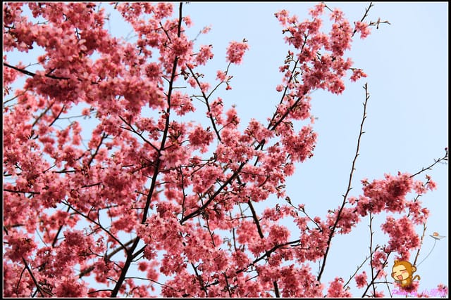 《遊記—台中和平》戀上櫻花‧愛上武陵