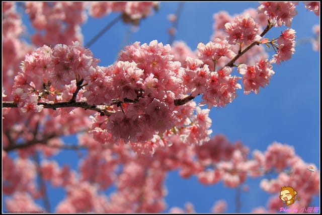 《遊記—台中和平》戀上櫻花‧愛上武陵