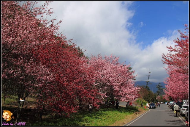 《遊記—台中和平》戀上櫻花‧愛上武陵