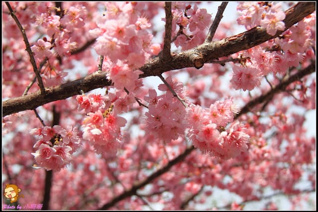 《遊記—台中和平》戀上櫻花‧愛上武陵
