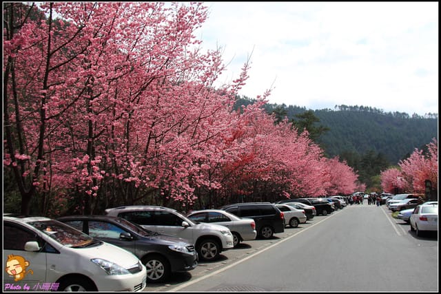 《遊記—台中和平》戀上櫻花‧愛上武陵