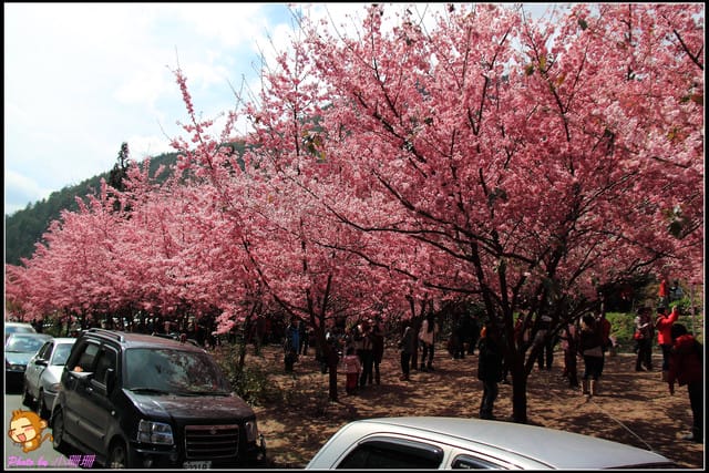 《遊記—台中和平》戀上櫻花‧愛上武陵