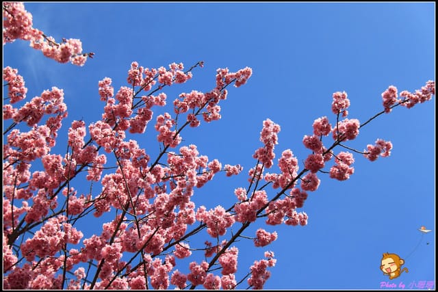 《遊記—台中和平》戀上櫻花‧愛上武陵