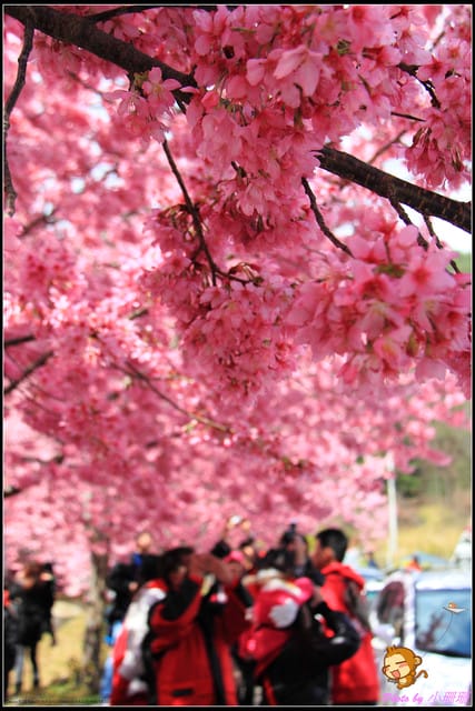 《遊記—台中和平》戀上櫻花‧愛上武陵