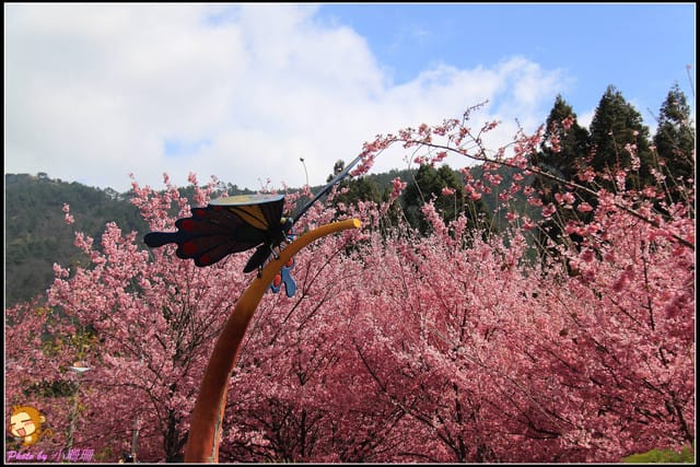 《遊記—台中和平》戀上櫻花‧愛上武陵