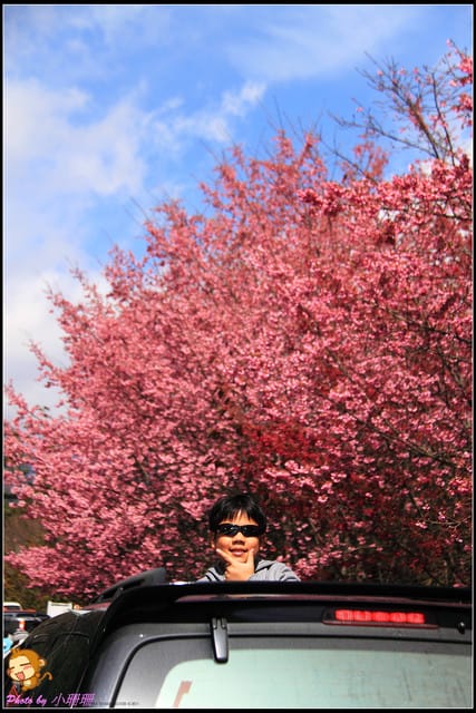 《遊記—台中和平》戀上櫻花‧愛上武陵