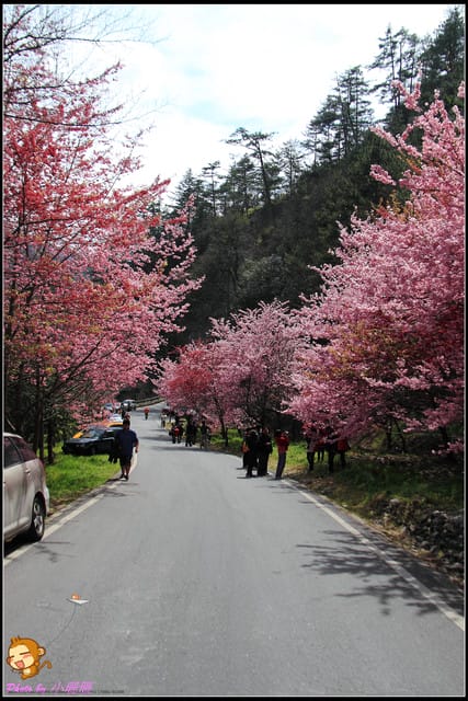 《遊記—台中和平》戀上櫻花‧愛上武陵