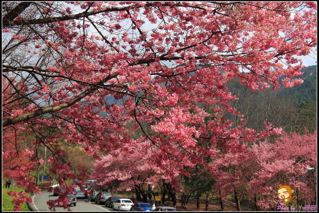 《遊記—台中和平》戀上櫻花‧愛上武陵
