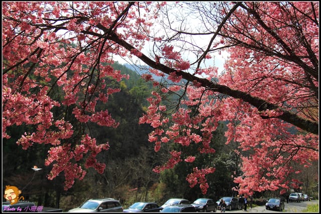 《遊記—台中和平》戀上櫻花‧愛上武陵