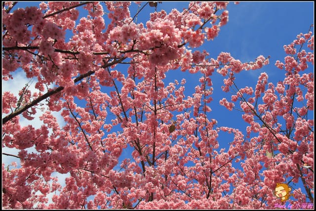 《遊記—台中和平》戀上櫻花‧愛上武陵