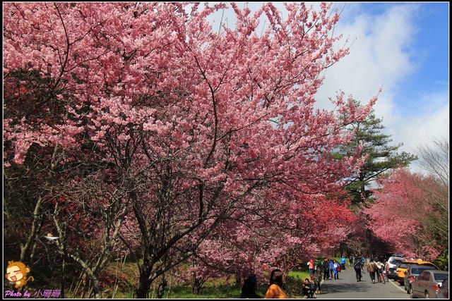 《遊記—台中和平》戀上櫻花‧愛上武陵