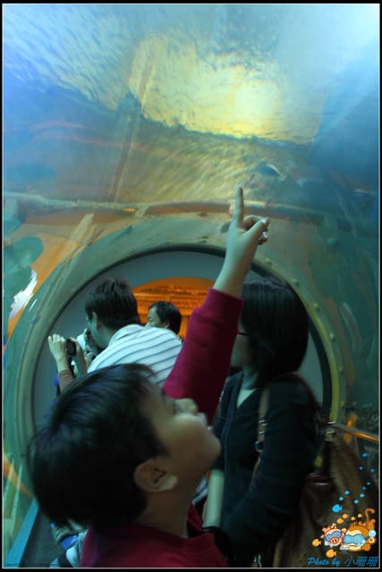 《遊記—屏東》國立海洋生物博物館~與海洋生物最近距離的接觸 - 第12張圖 《遊記—屏東》國立海洋生物博物館~與海洋生物最近距離的接觸