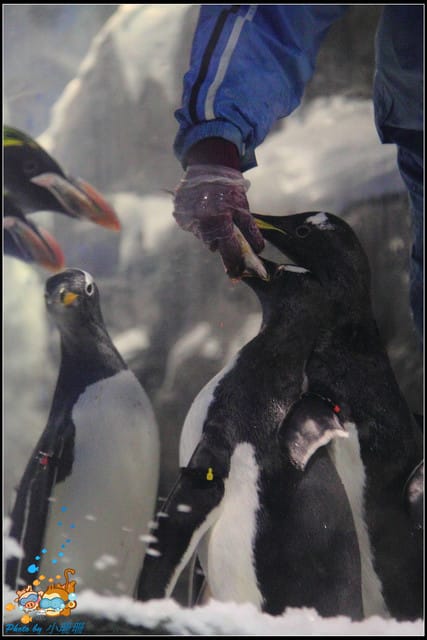 《遊記—屏東》國立海洋生物博物館~與海洋生物最近距離的接觸 - 第51張圖 《遊記—屏東》國立海洋生物博物館~與海洋生物最近距離的接觸