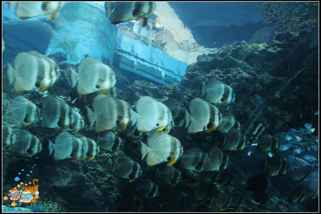 《遊記—屏東》國立海洋生物博物館~與海洋生物最近距離的接觸 - 第16張圖 《遊記—屏東》國立海洋生物博物館~與海洋生物最近距離的接觸