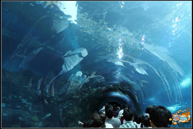 《遊記—屏東》國立海洋生物博物館~與海洋生物最近距離的接觸 - 第15張圖 《遊記—屏東》國立海洋生物博物館~與海洋生物最近距離的接觸